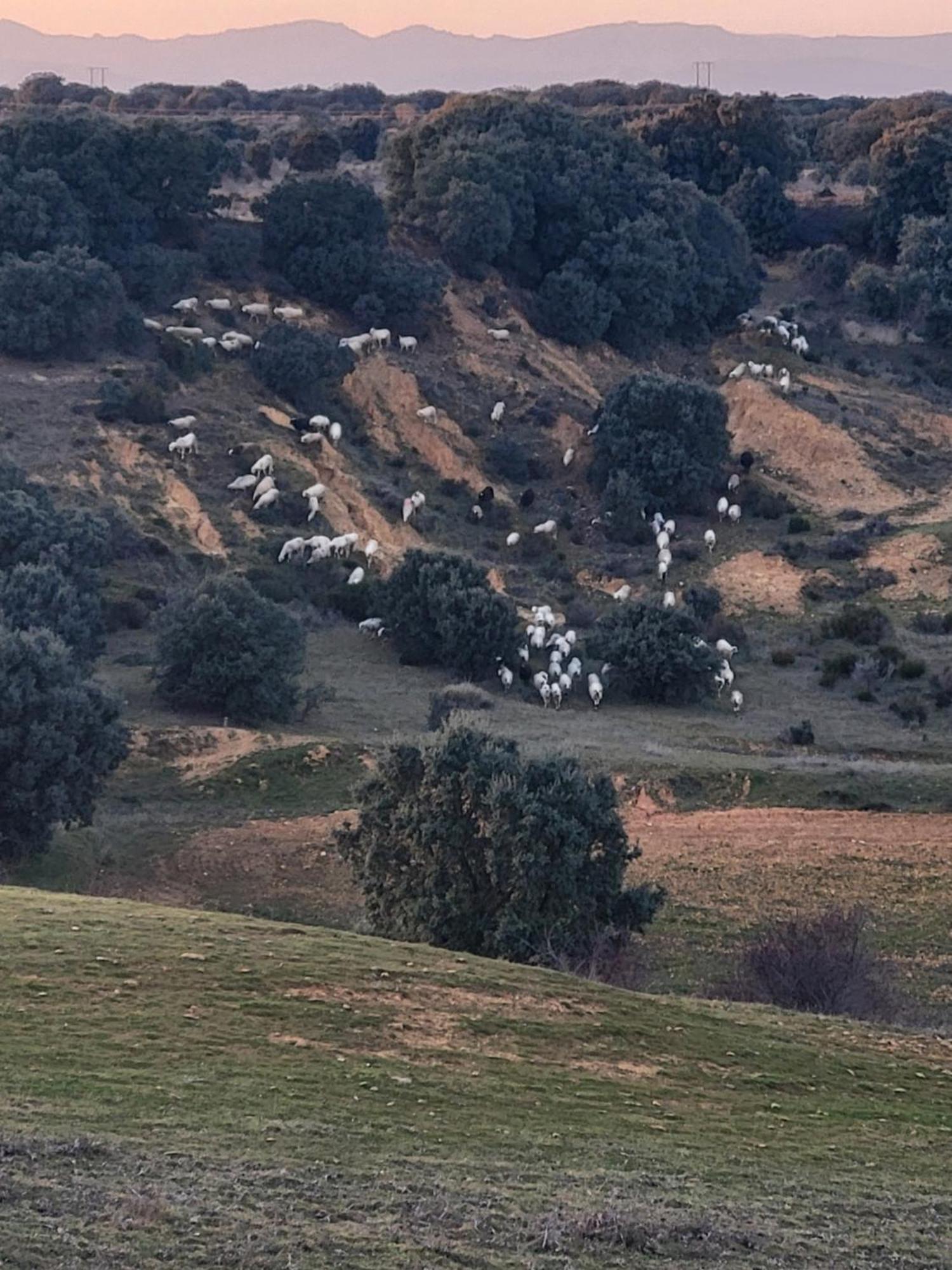 La Pedrosa Casa Rural Camarzana de Tera Εξωτερικό φωτογραφία